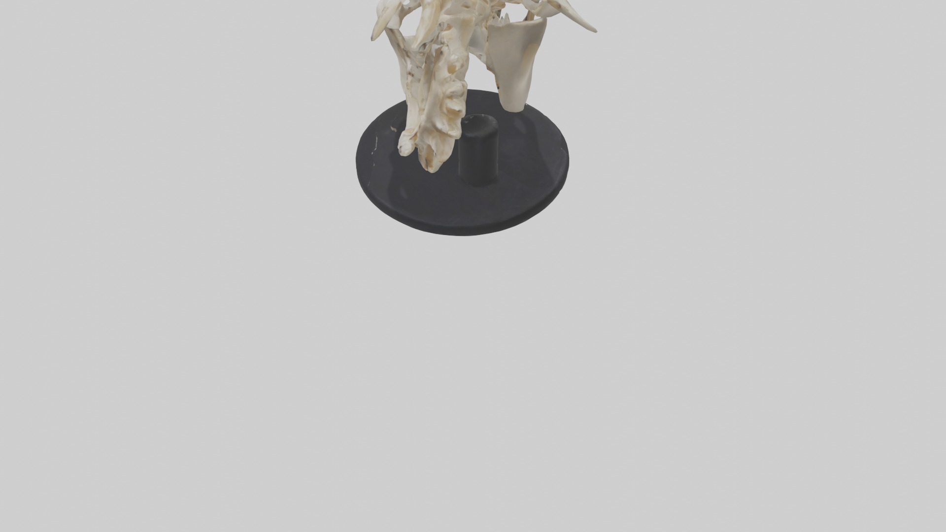 Leopard Skull Skeleton model Low-poly 3D model_3