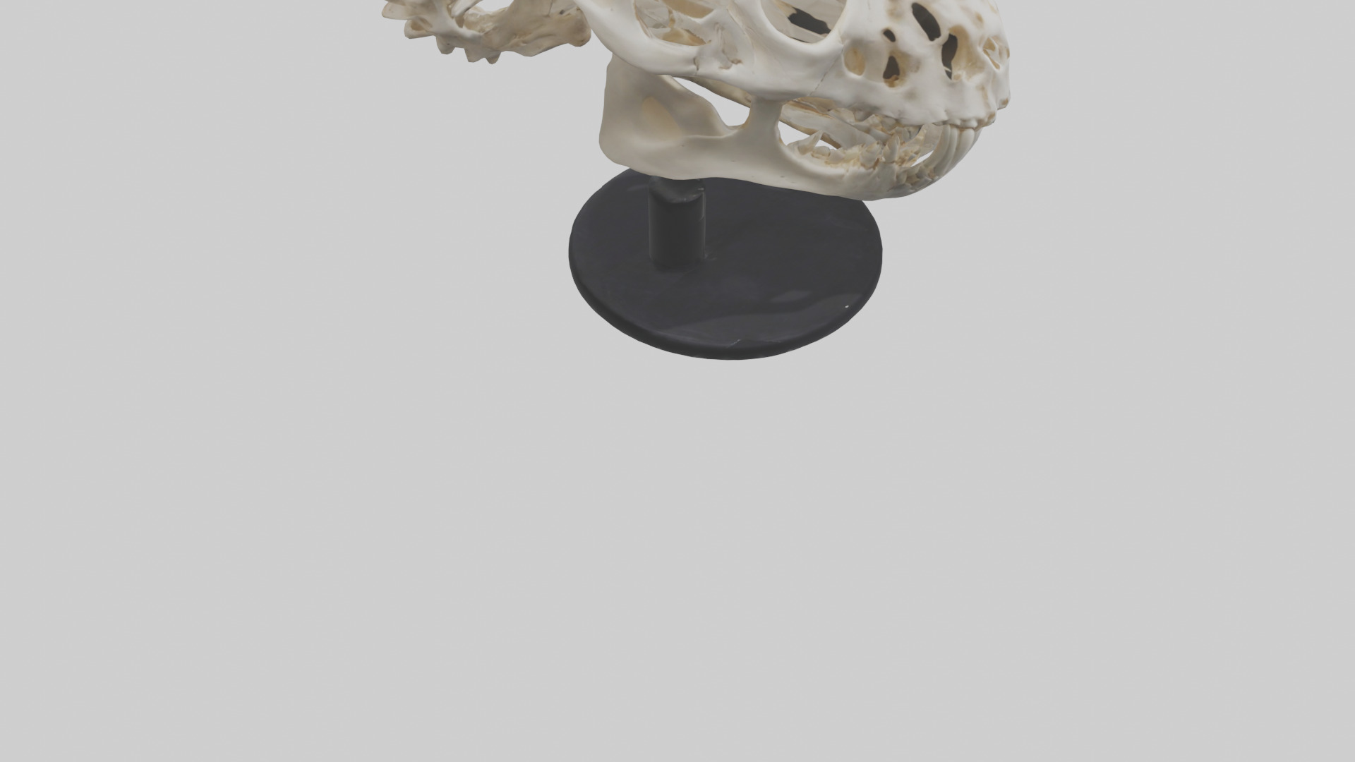 Leopard Skull Skeleton model Low-poly 3D model_4