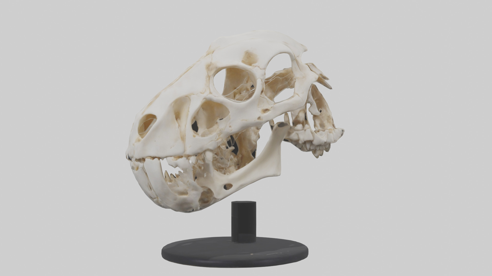 Leopard Skull Skeleton model Low-poly 3D model_9