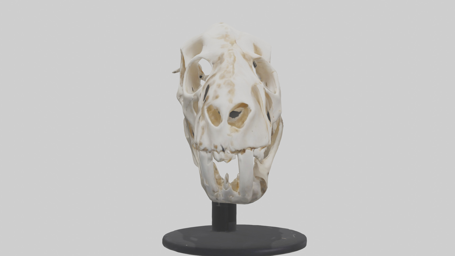 Leopard Skull Skeleton model Low-poly 3D model_7