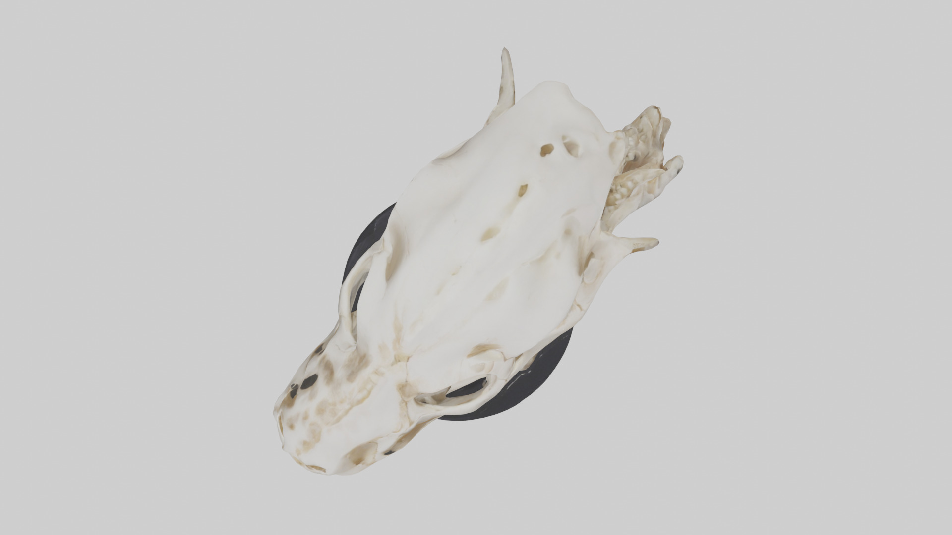 Leopard Skull Skeleton model Low-poly 3D model_14