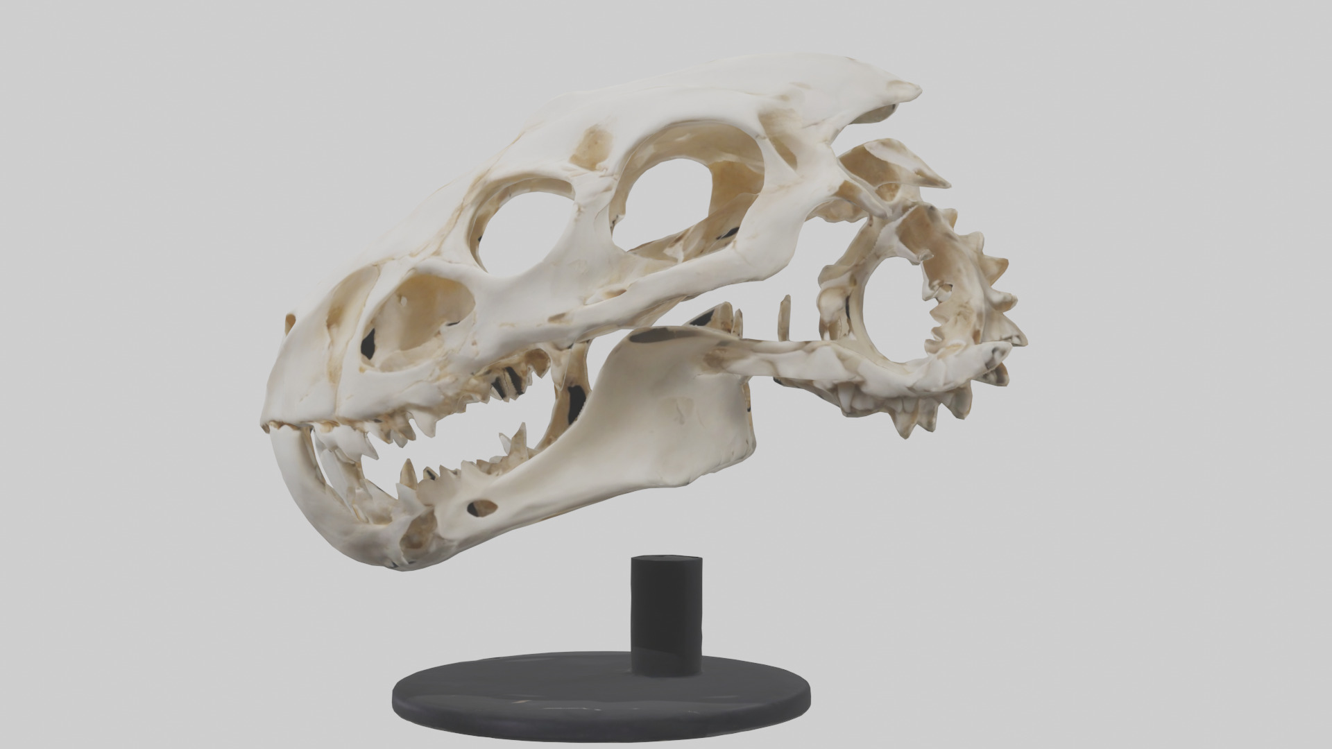 Leopard Skull Skeleton model Low-poly 3D model_8