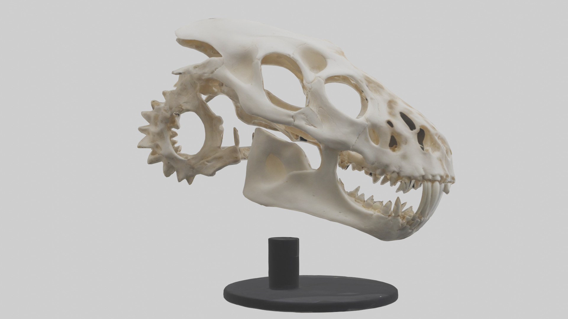 Leopard Skull Skeleton model Low-poly 3D model_2