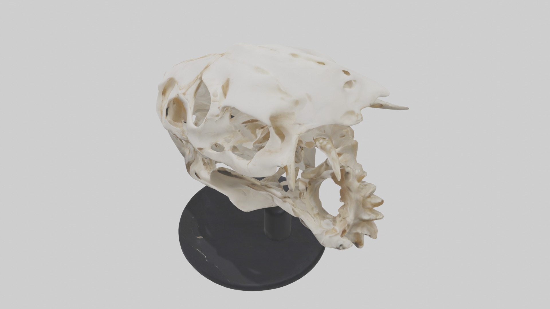 Leopard Skull Skeleton model Low-poly 3D model_17