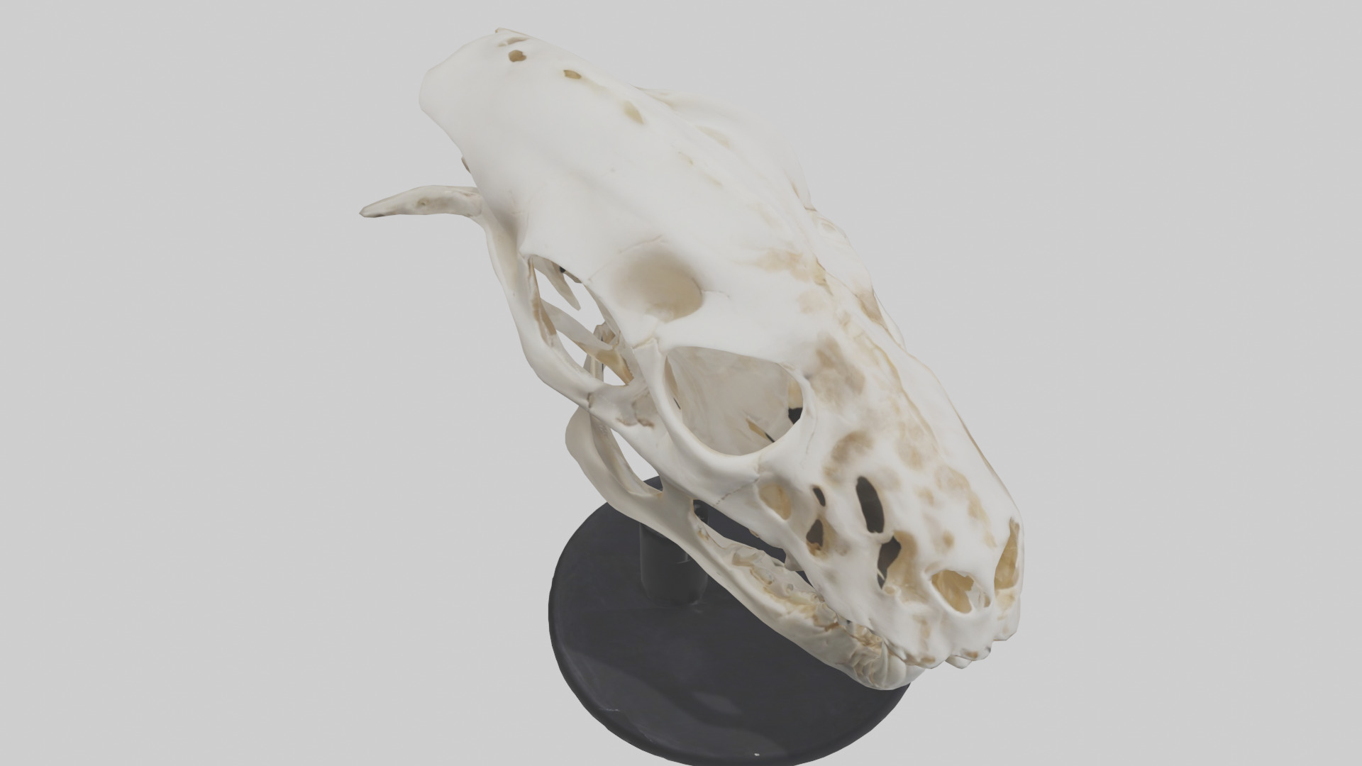 Leopard Skull Skeleton model Low-poly 3D model_18