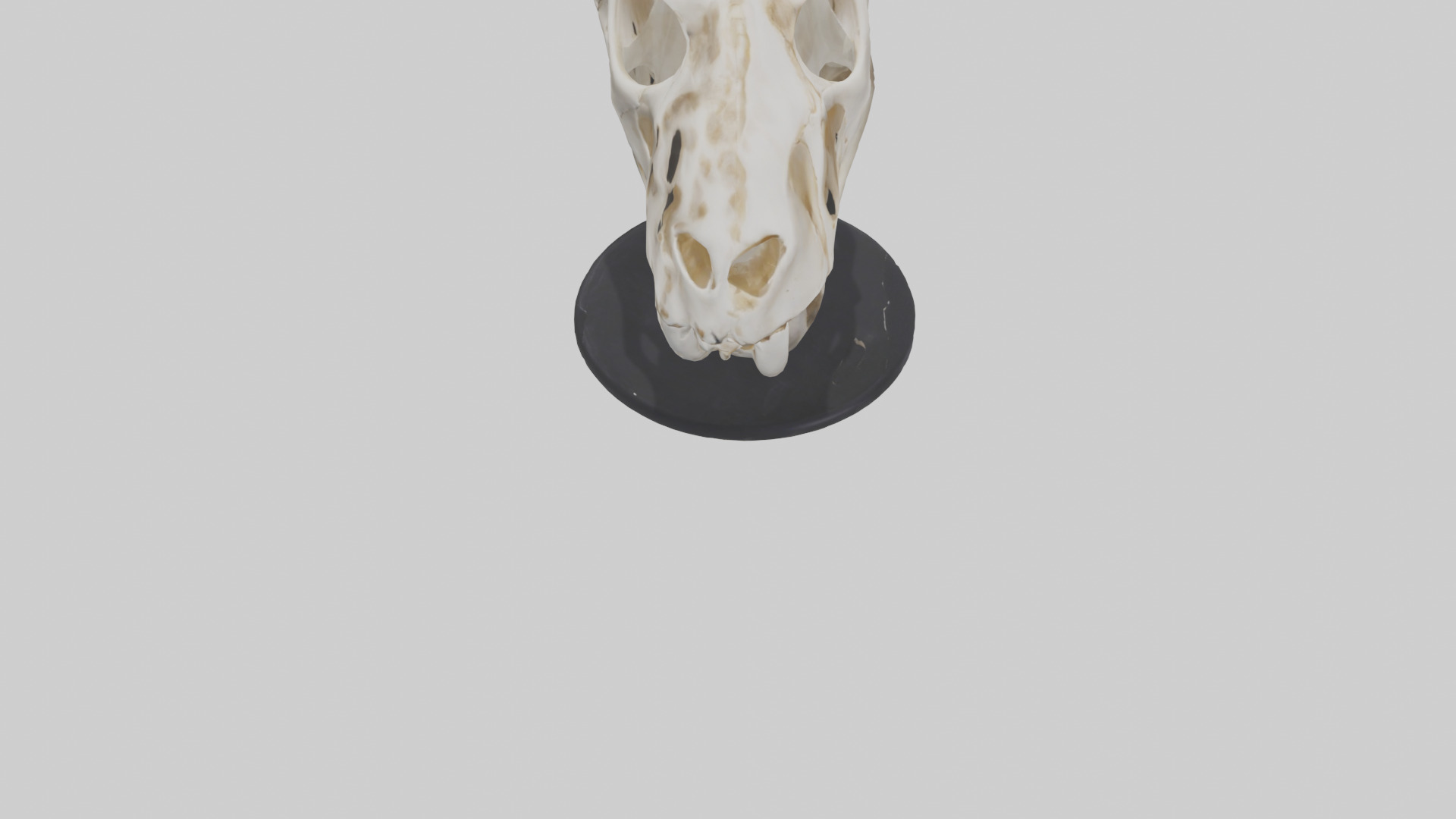 Leopard Skull Skeleton model Low-poly 3D model_6