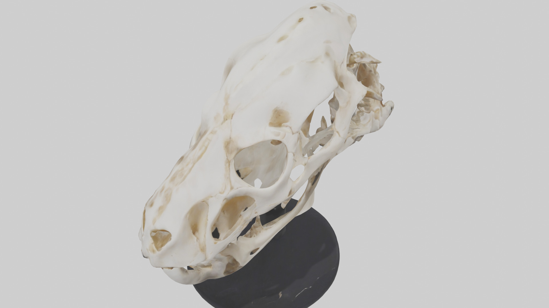 Leopard Skull Skeleton model Low-poly 3D model_16