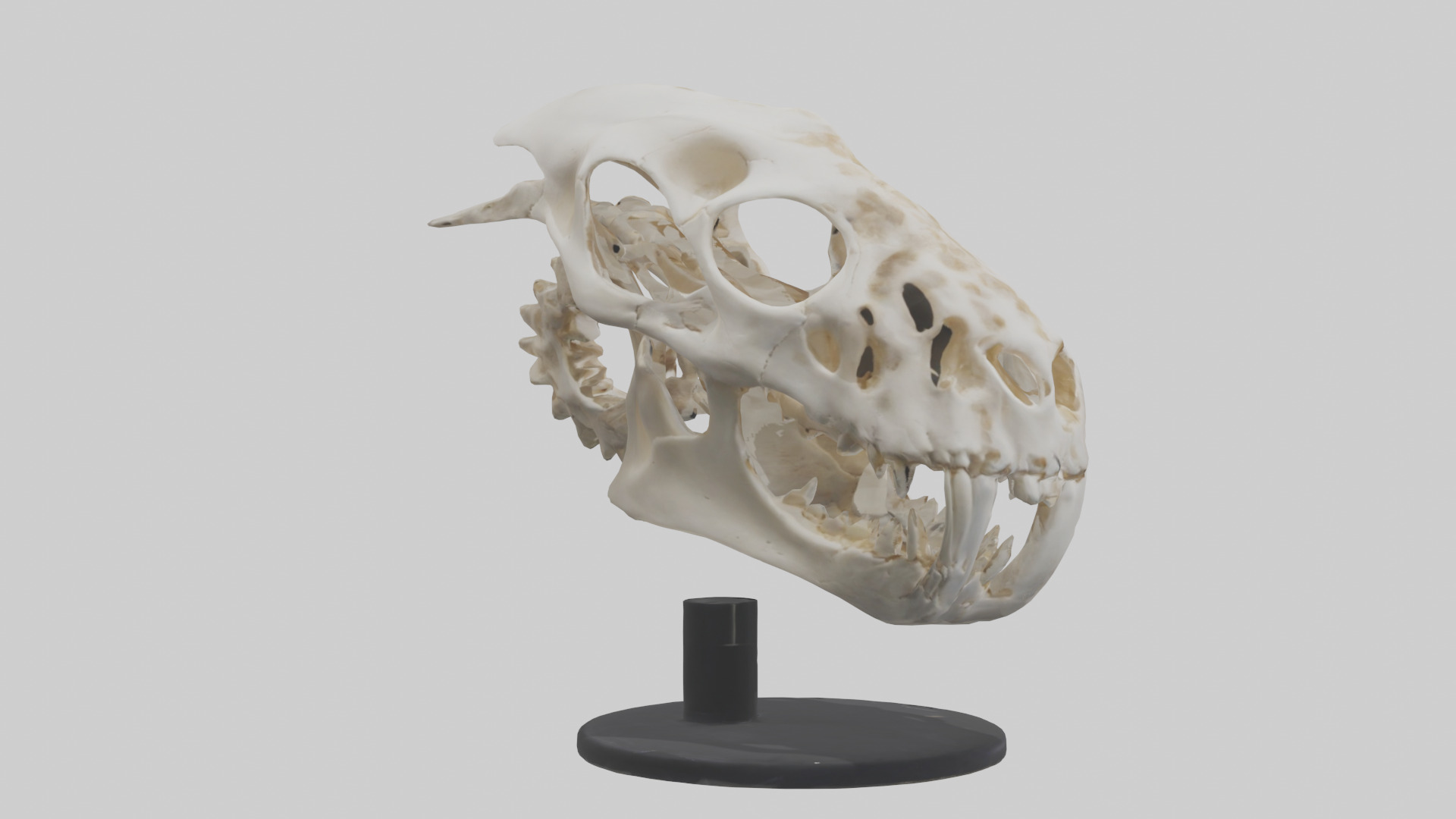 Leopard Skull Skeleton model Low-poly 3D model_13
