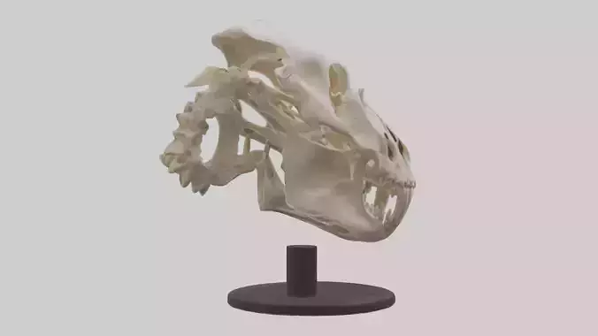 Leopard Skull Skeleton model