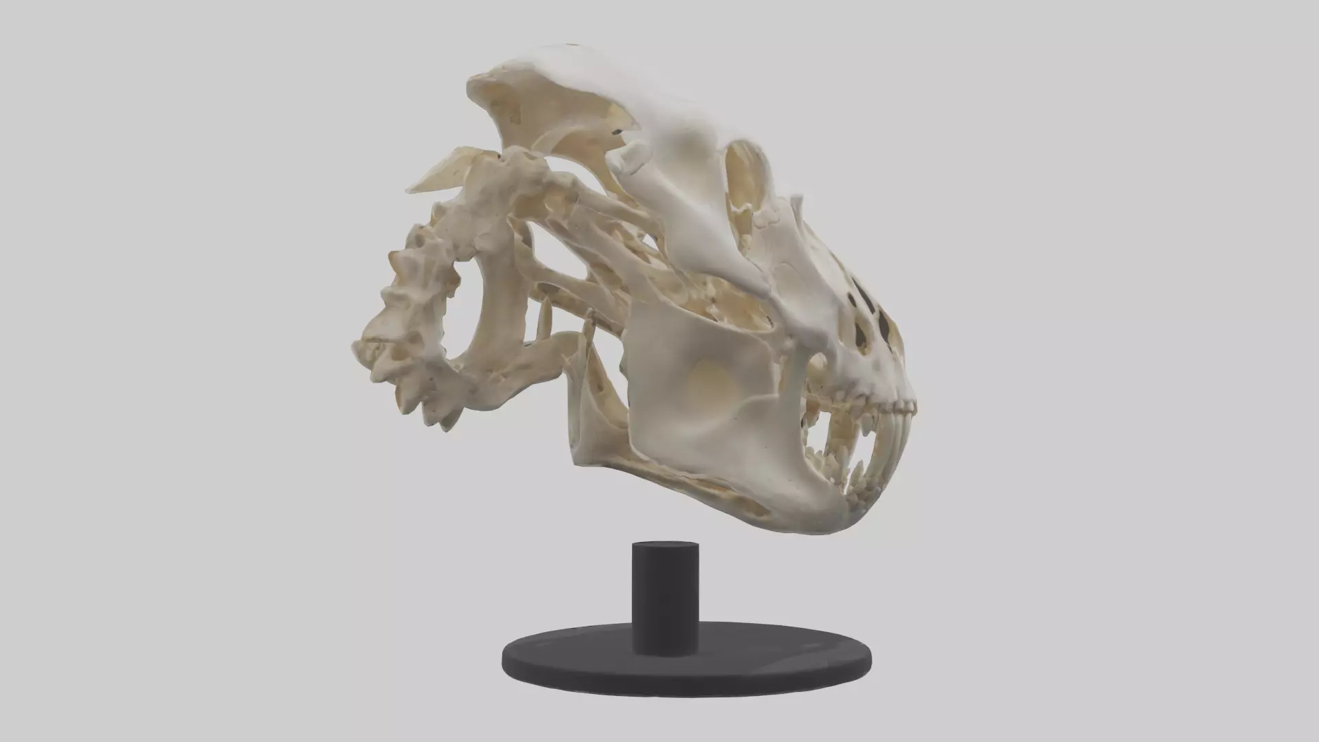 Leopard Skull Skeleton model Low-poly 3D model_0