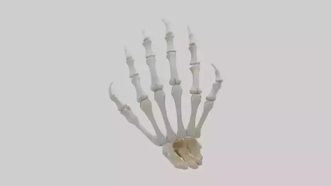 Lion Paw Skeleton model