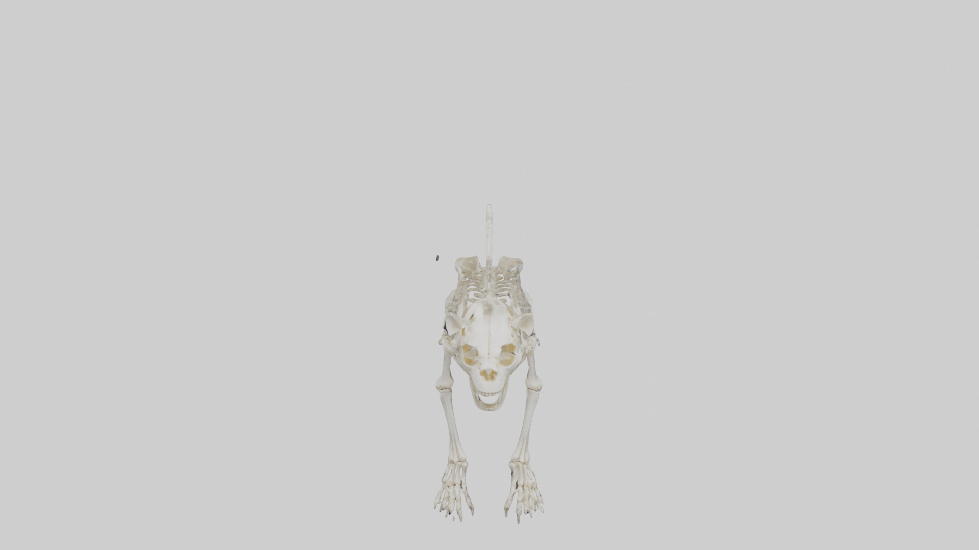 Lion Skeleton model Low-poly 3D model_16