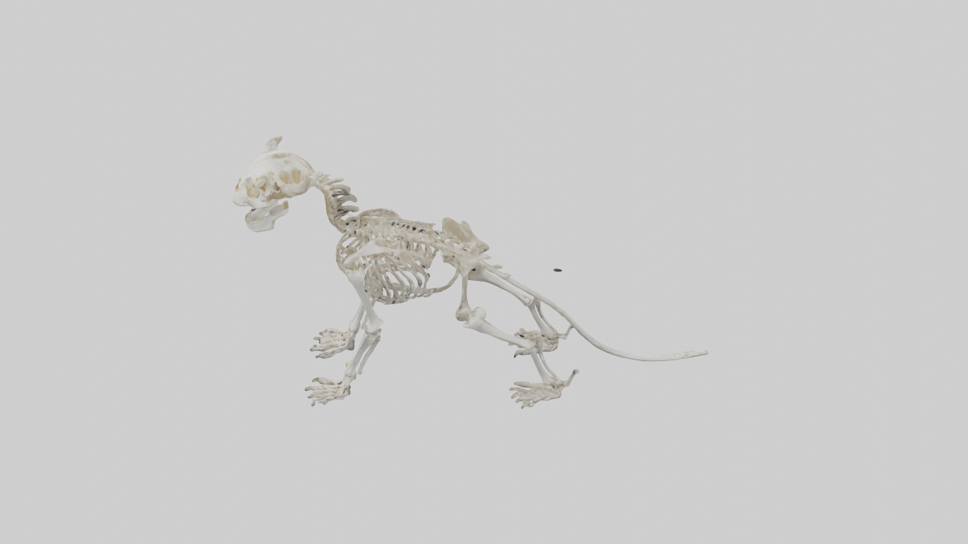 Lion Skeleton model Low-poly 3D model_17