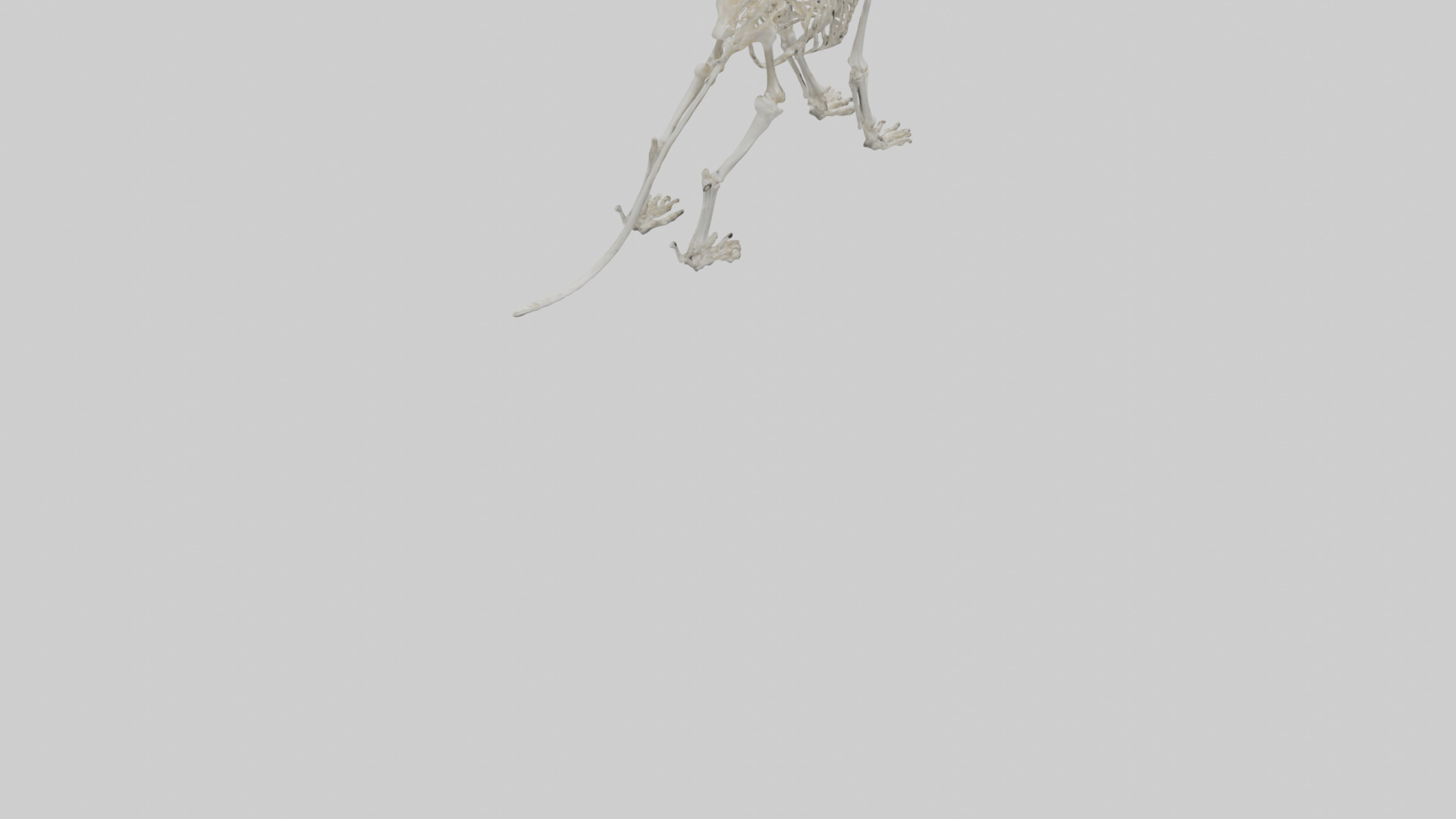 Lion Skeleton model Low-poly 3D model_7