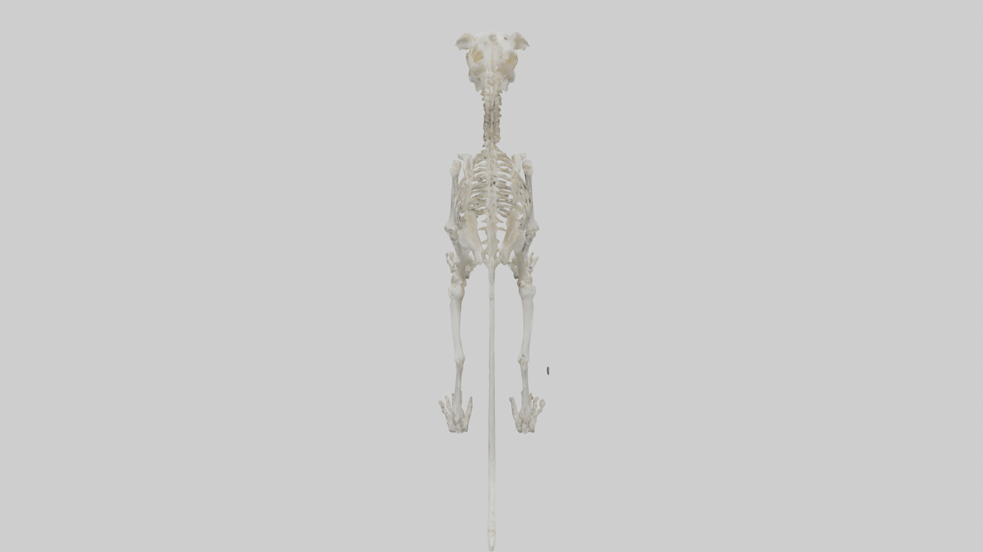 Lion Skeleton model Low-poly 3D model_15