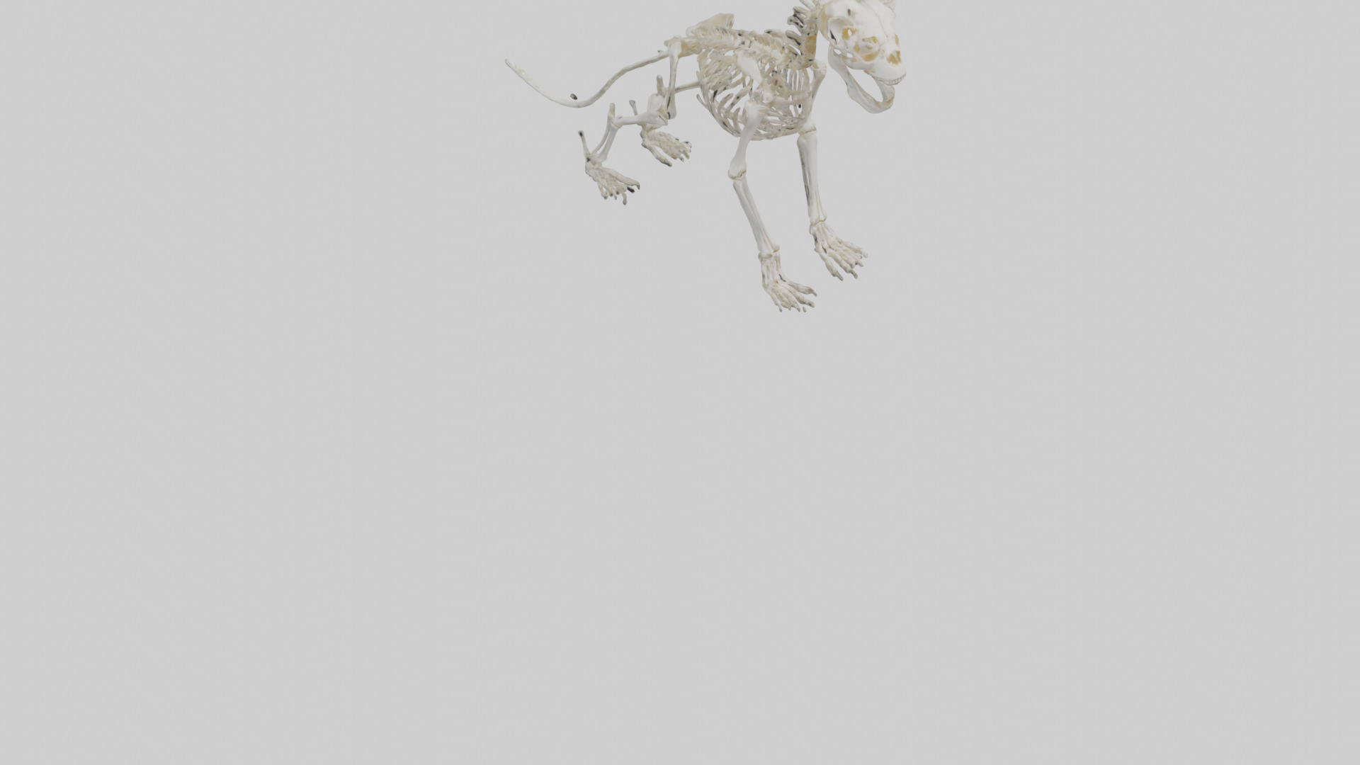 Lion Skeleton model Low-poly 3D model_9