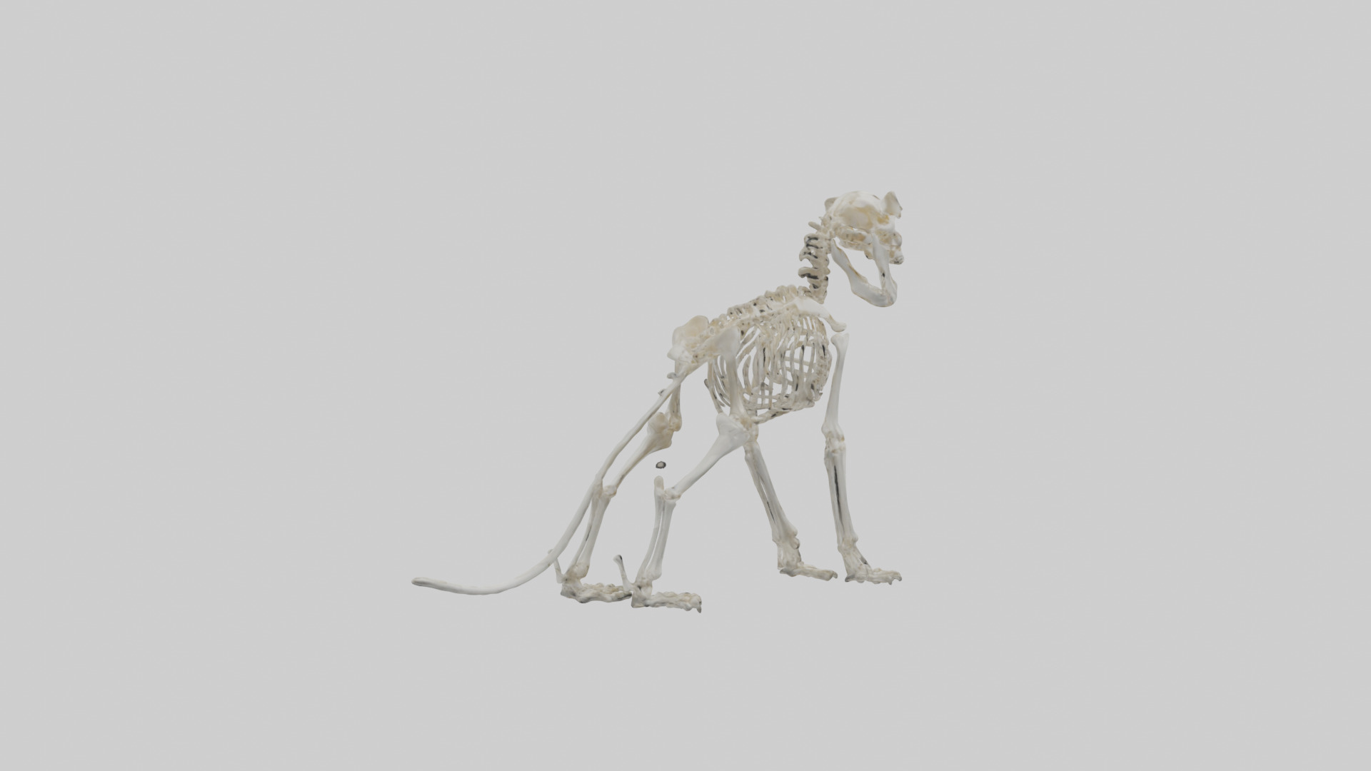 Lion Skeleton model Low-poly 3D model_5