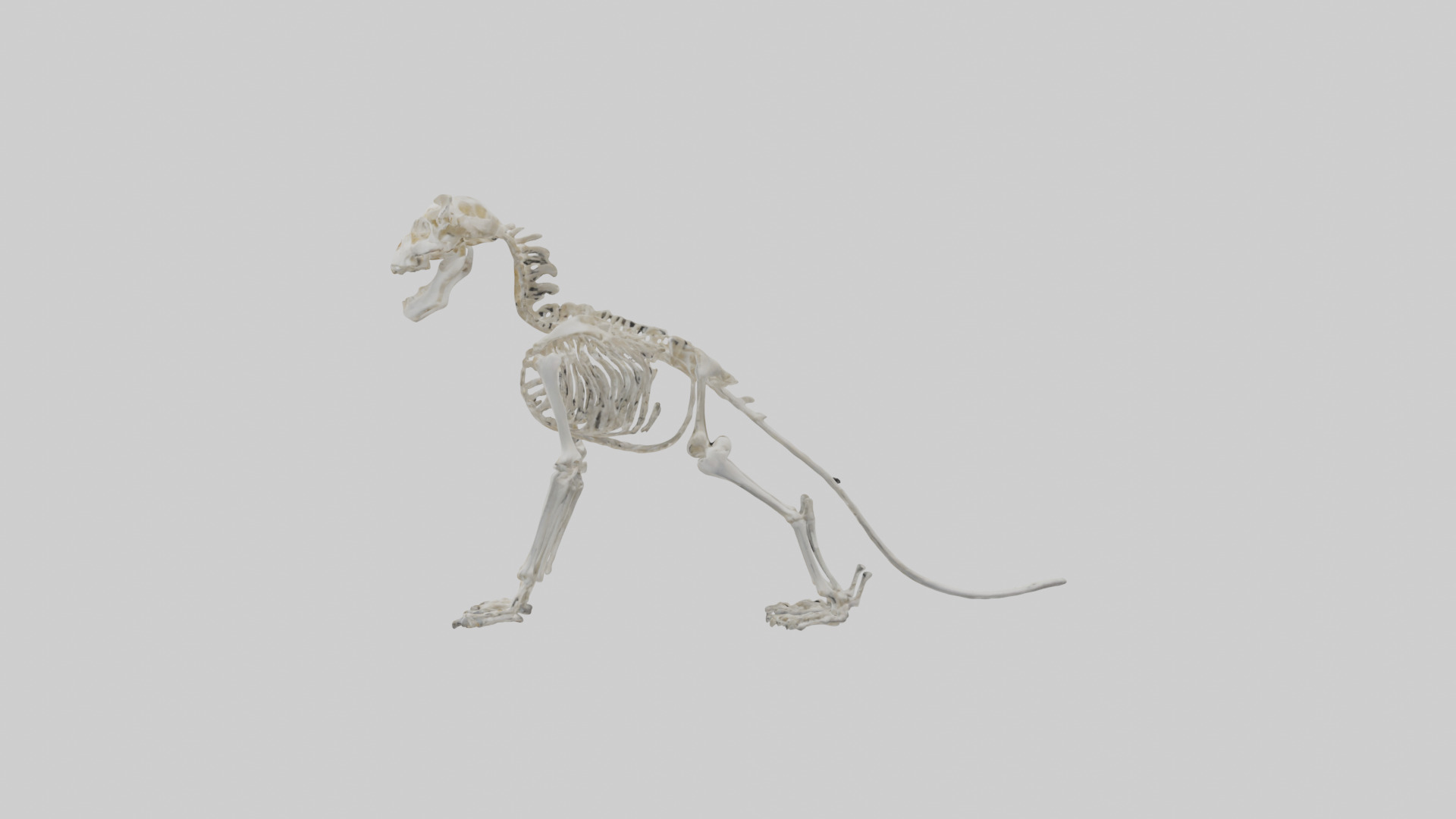 Lion Skeleton model Low-poly 3D model_12