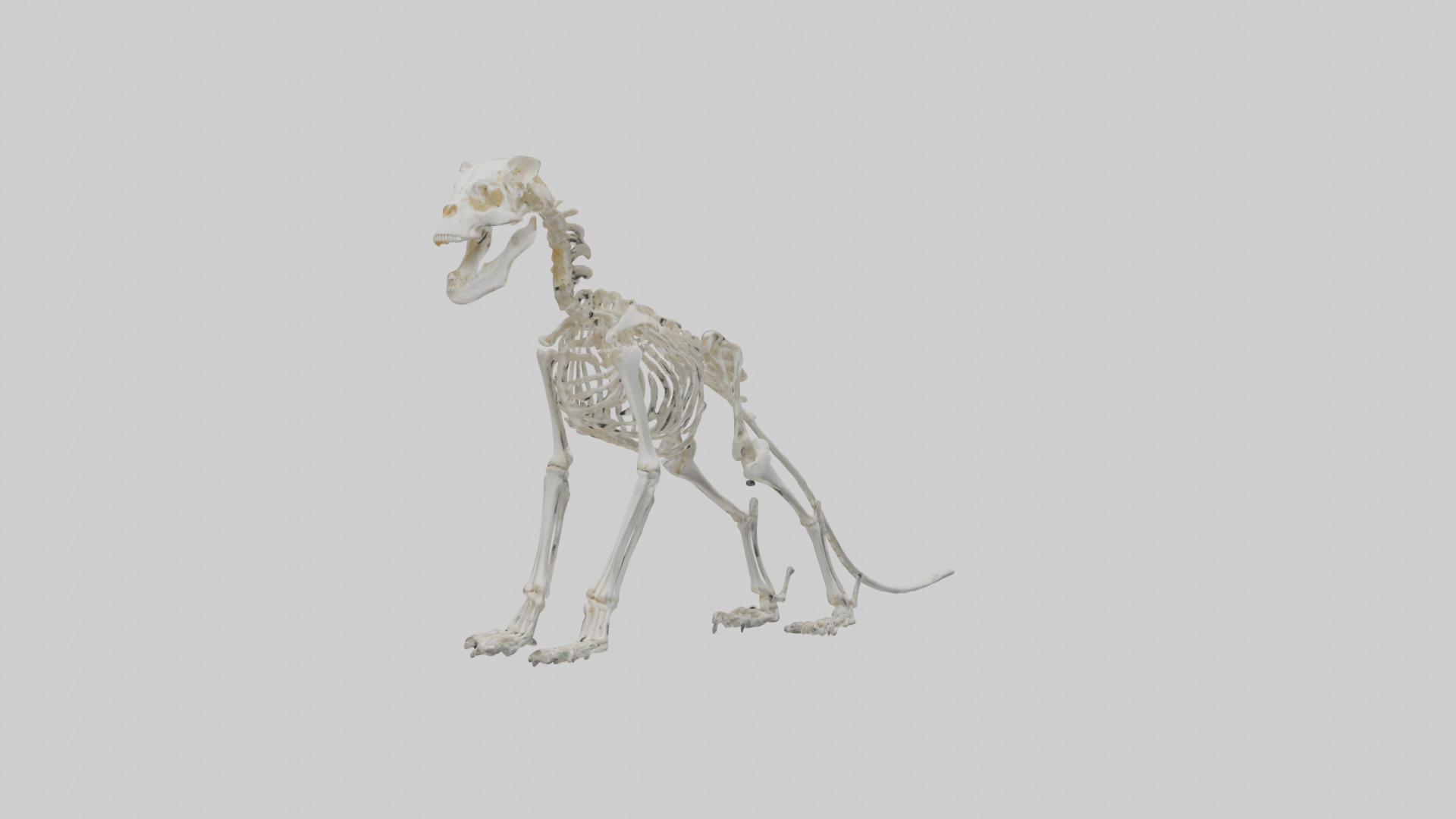 Lion Skeleton model Low-poly 3D model_10