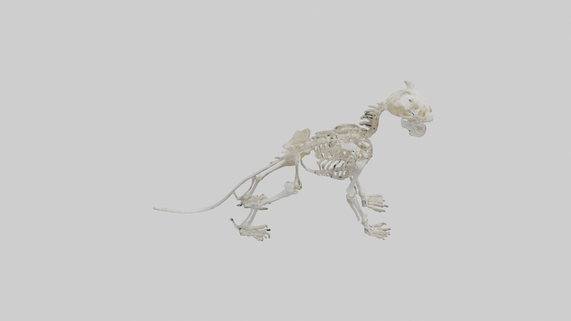 Lion Skeleton model Low-poly 3D model_18