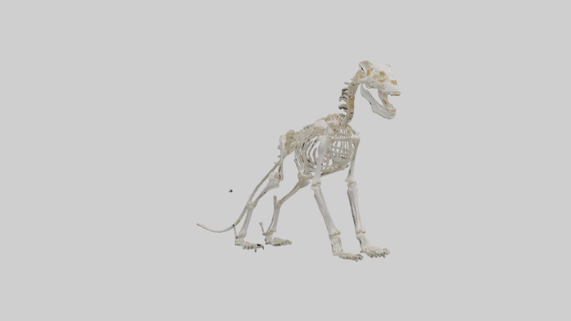 Lion Skeleton model Low-poly 3D model_11