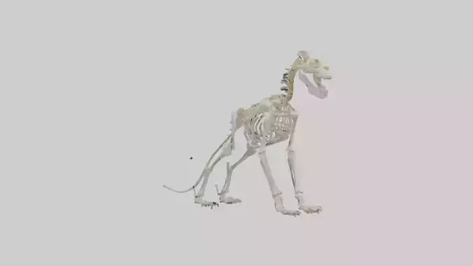 Lion Skeleton model