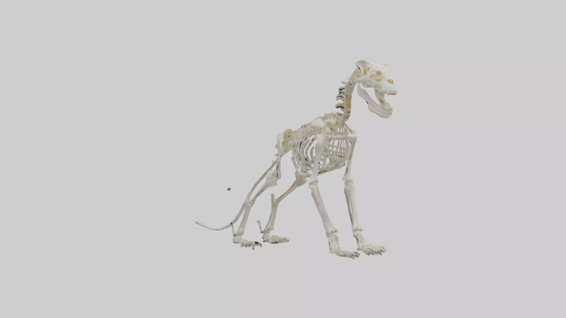 Lion Skeleton model Low-poly 3D model_0