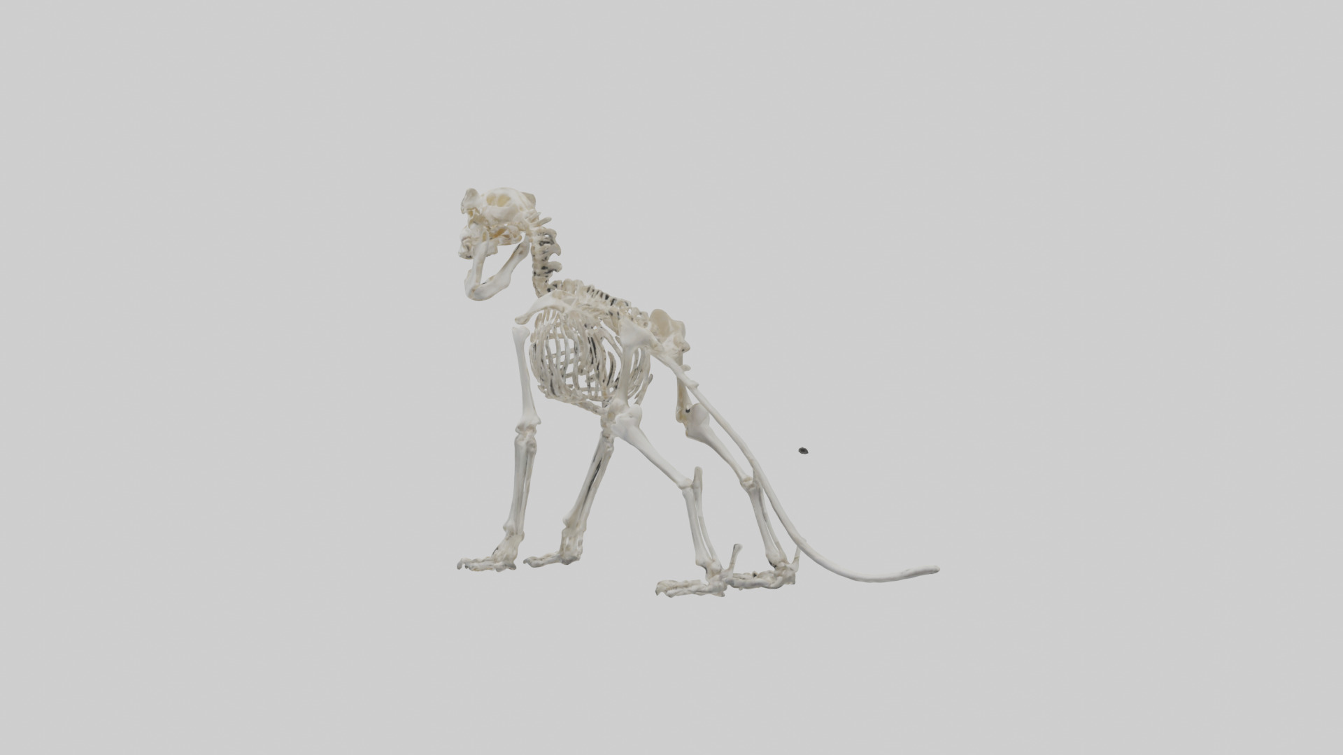 Lion Skeleton model Low-poly 3D model_4