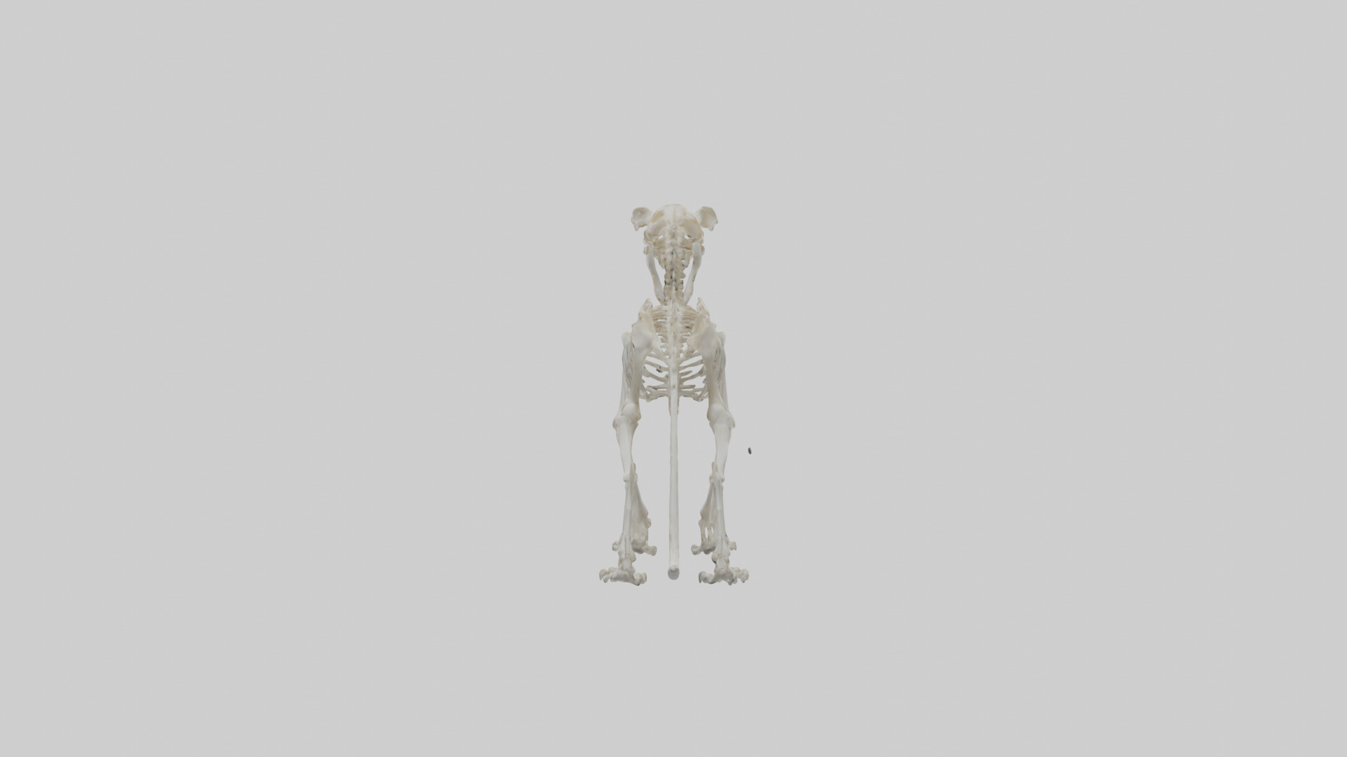 Lion Skeleton model Low-poly 3D model_3