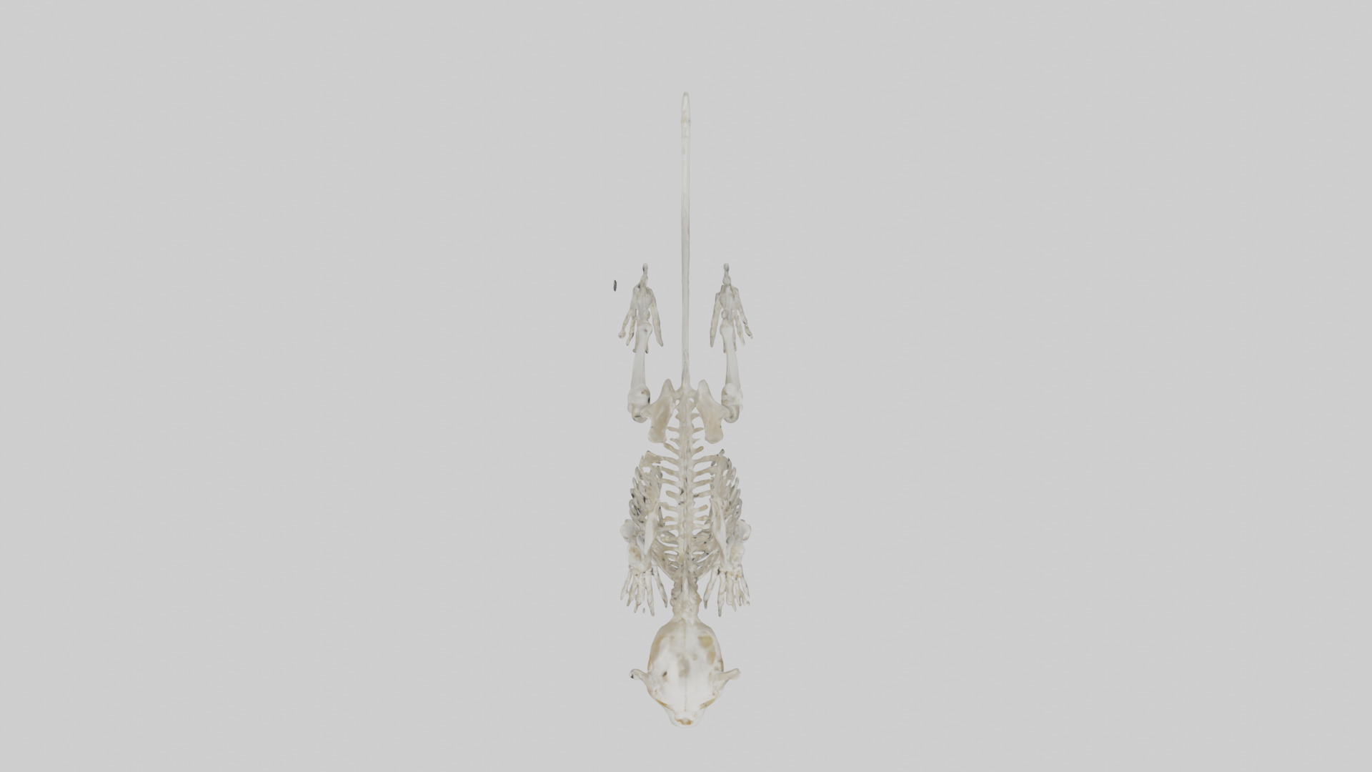 Lion Skeleton model Low-poly 3D model_14