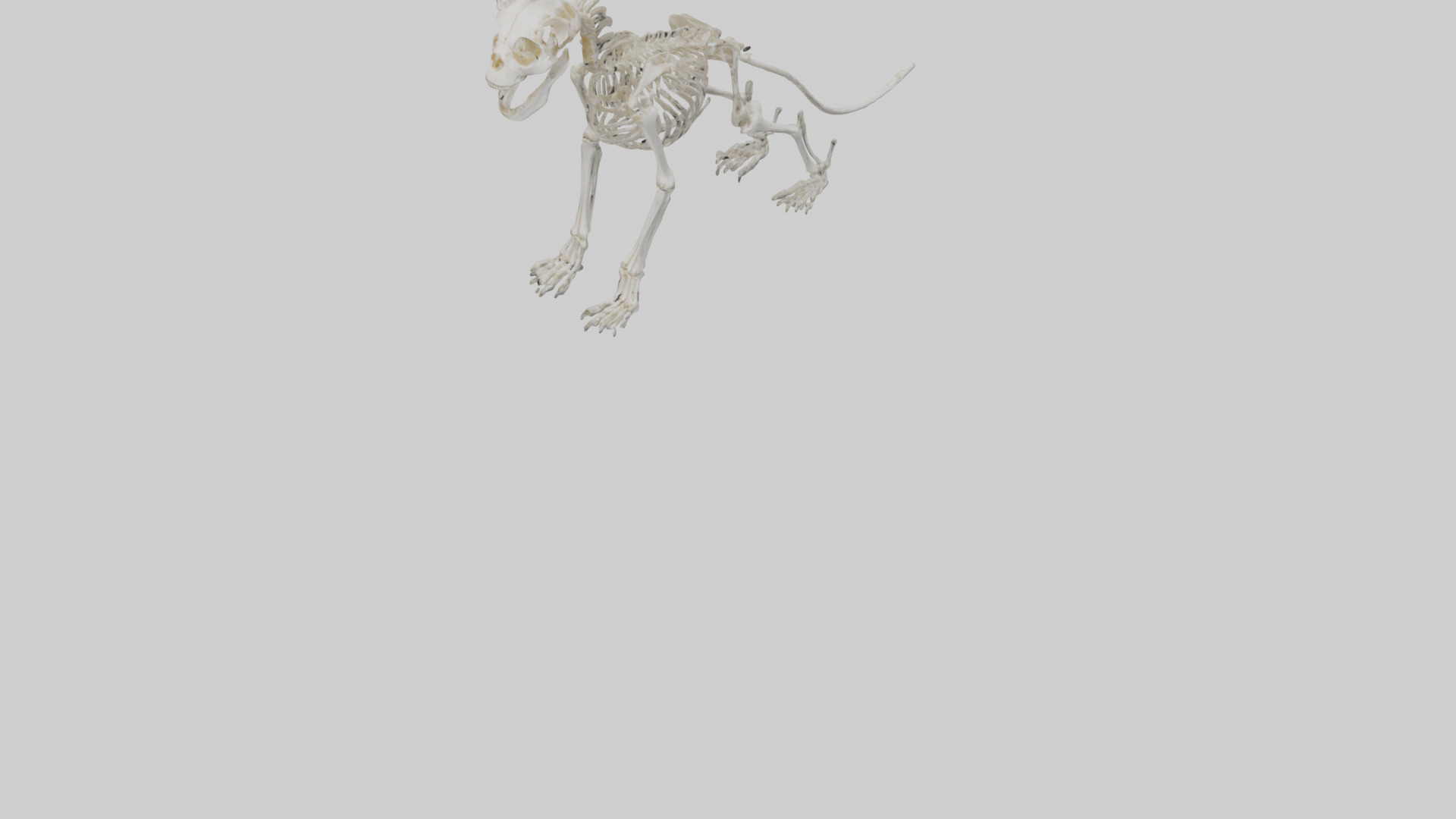 Lion Skeleton model Low-poly 3D model_8
