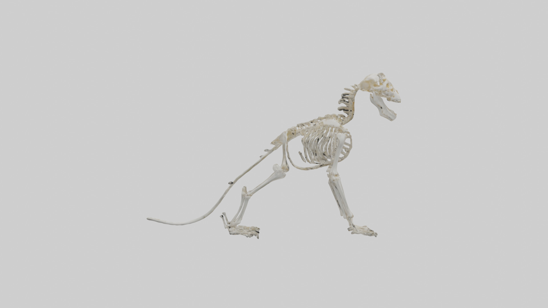 Lion Skeleton model Low-poly 3D model_13