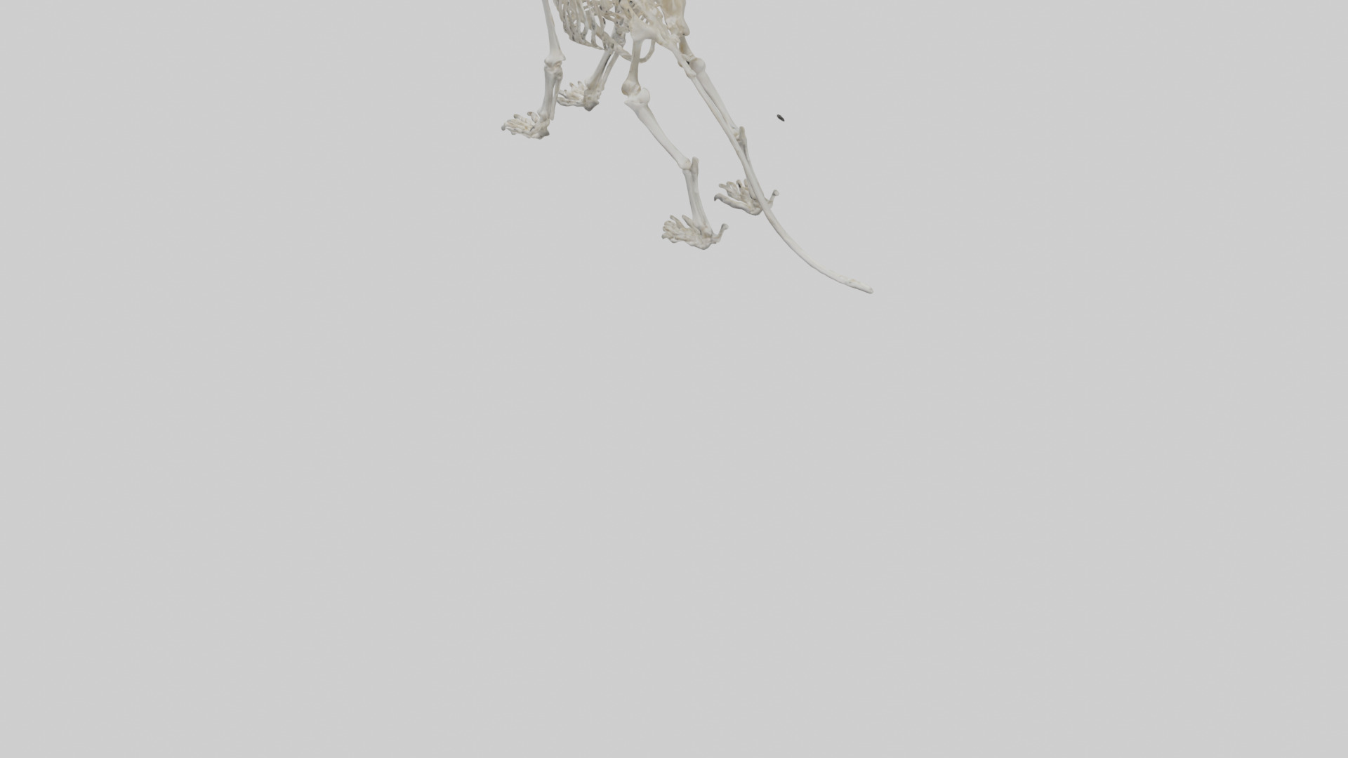 Lion Skeleton model Low-poly 3D model_6