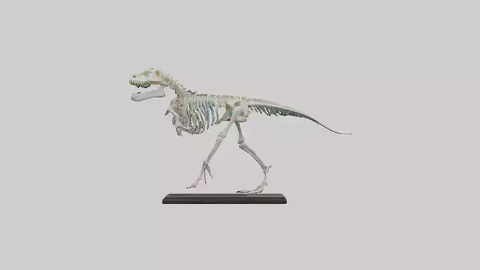 Liopleurodon Skeleton model