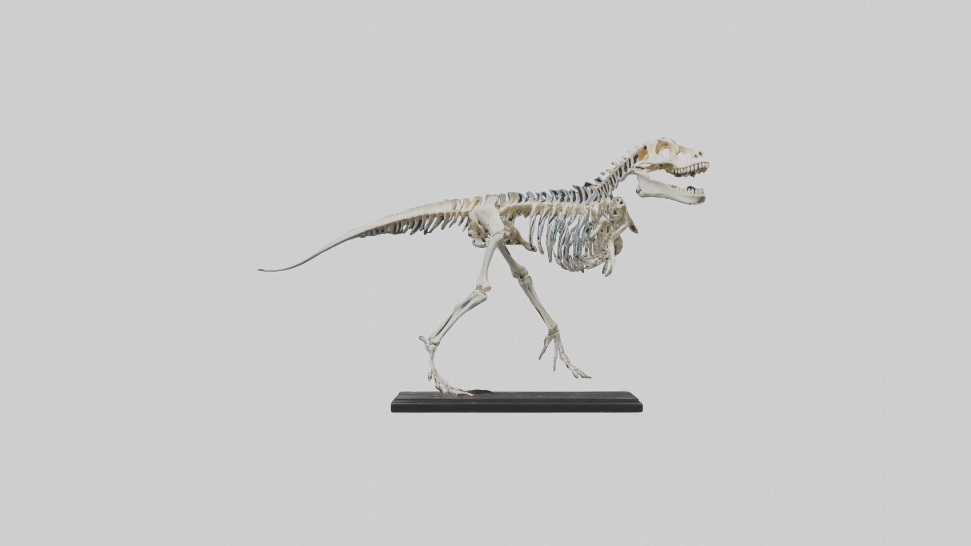 Liopleurodon Skeleton model Low-poly 3D model_9