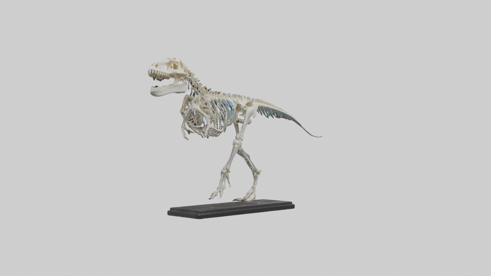 Liopleurodon Skeleton model Low-poly 3D model_1