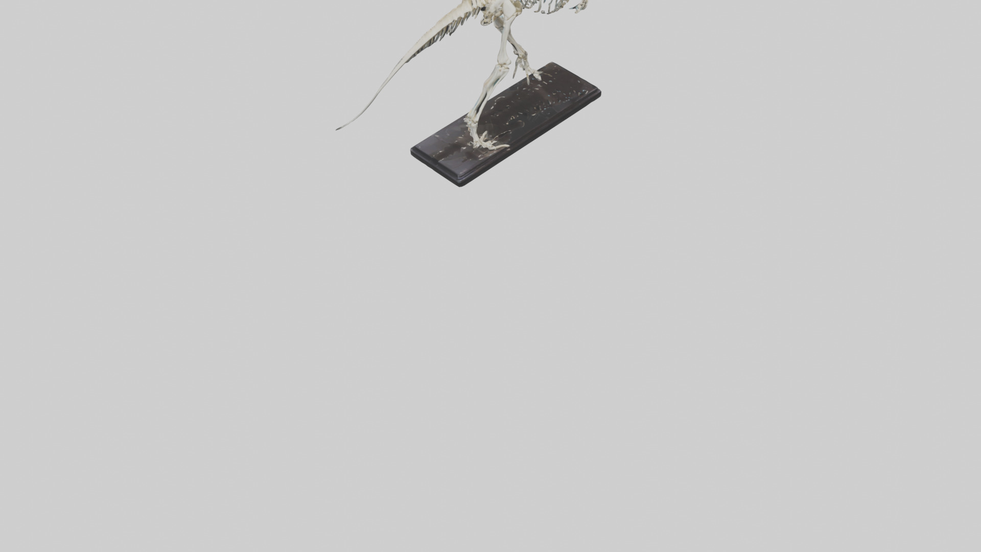 Liopleurodon Skeleton model Low-poly 3D model_6