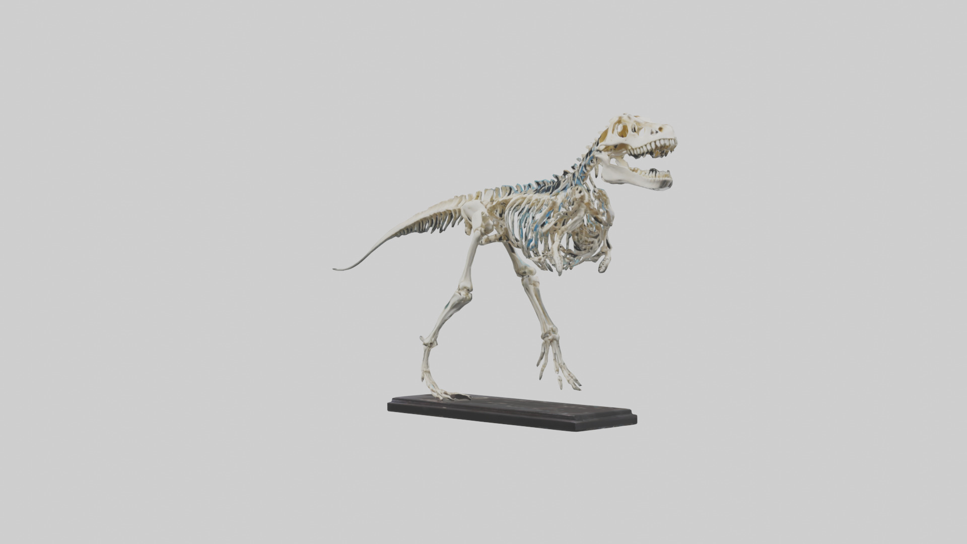 Liopleurodon Skeleton model Low-poly 3D model_8