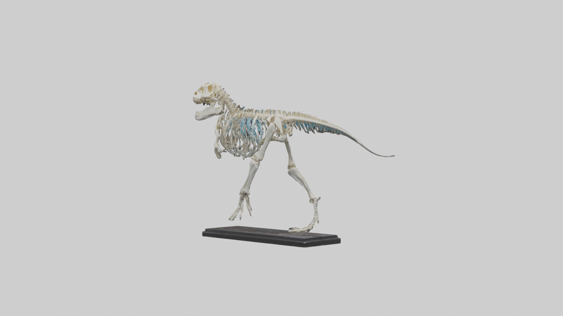 Liopleurodon Skeleton model Low-poly 3D model_2