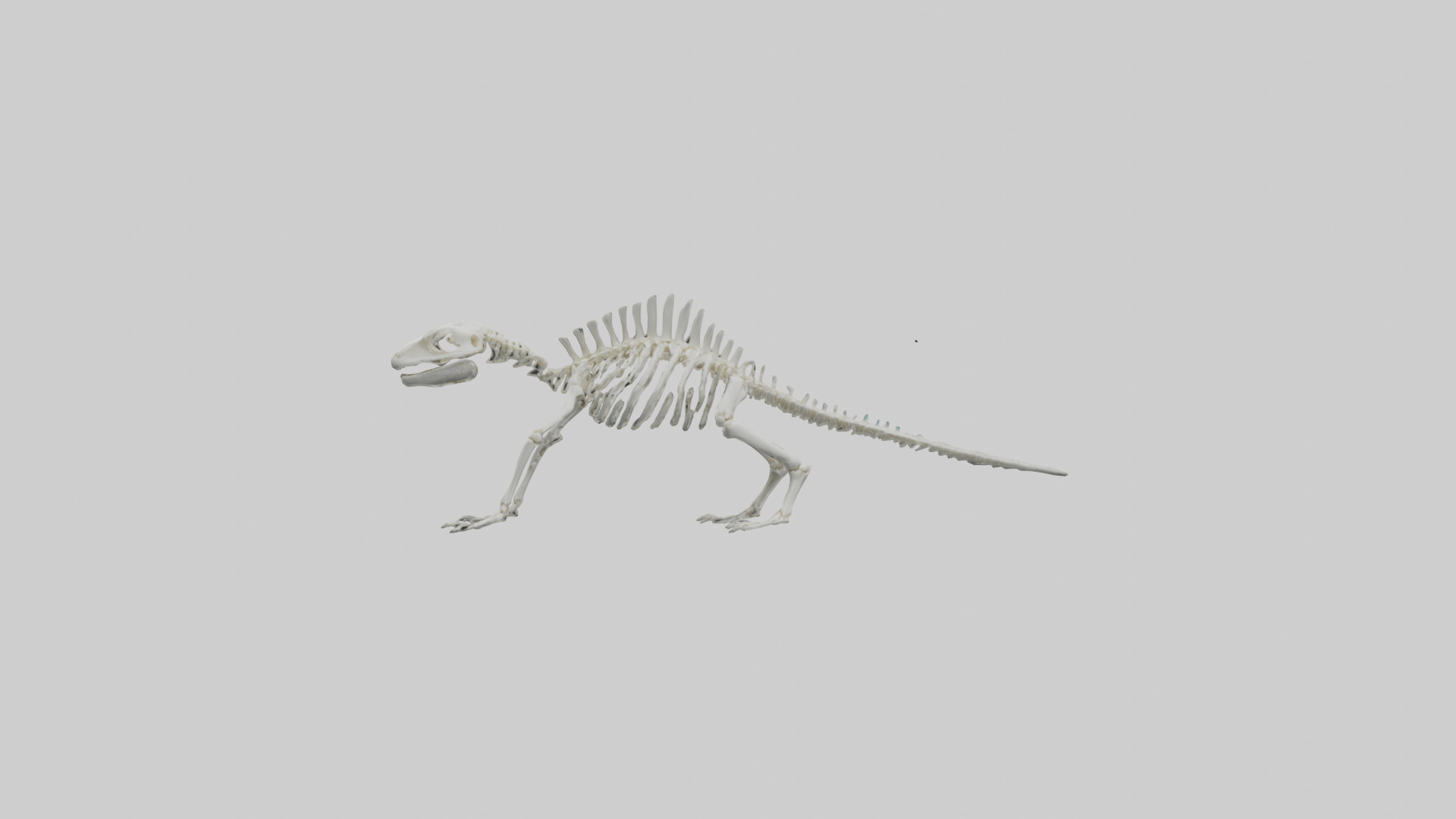Lizard Skeleton model Low-poly 3D model_9