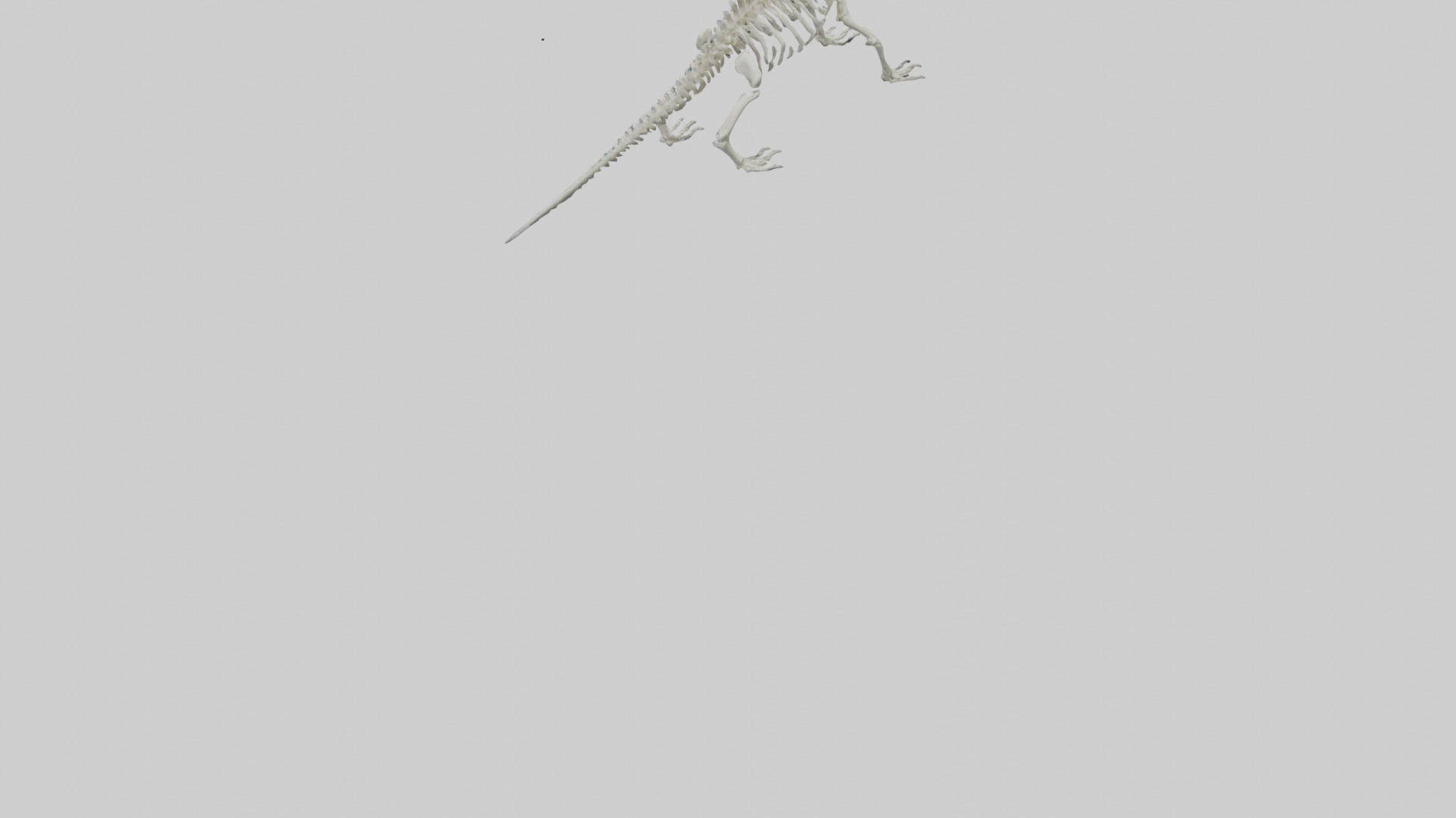 Lizard Skeleton model Low-poly 3D model_3