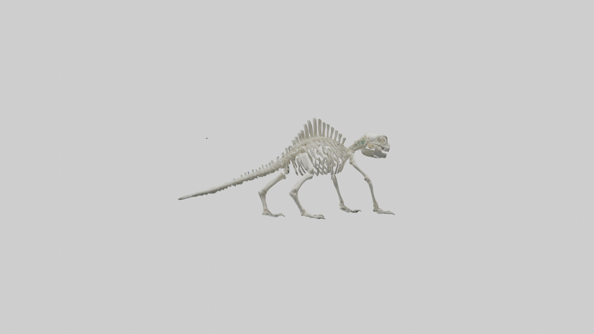 Lizard Skeleton model Low-poly 3D model_1