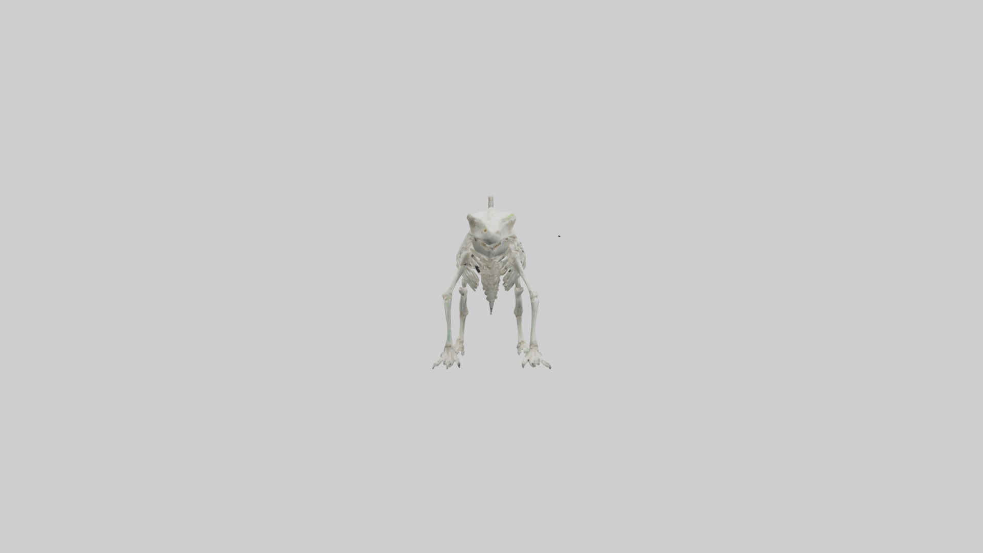 Lizard Skeleton model Low-poly 3D model_13