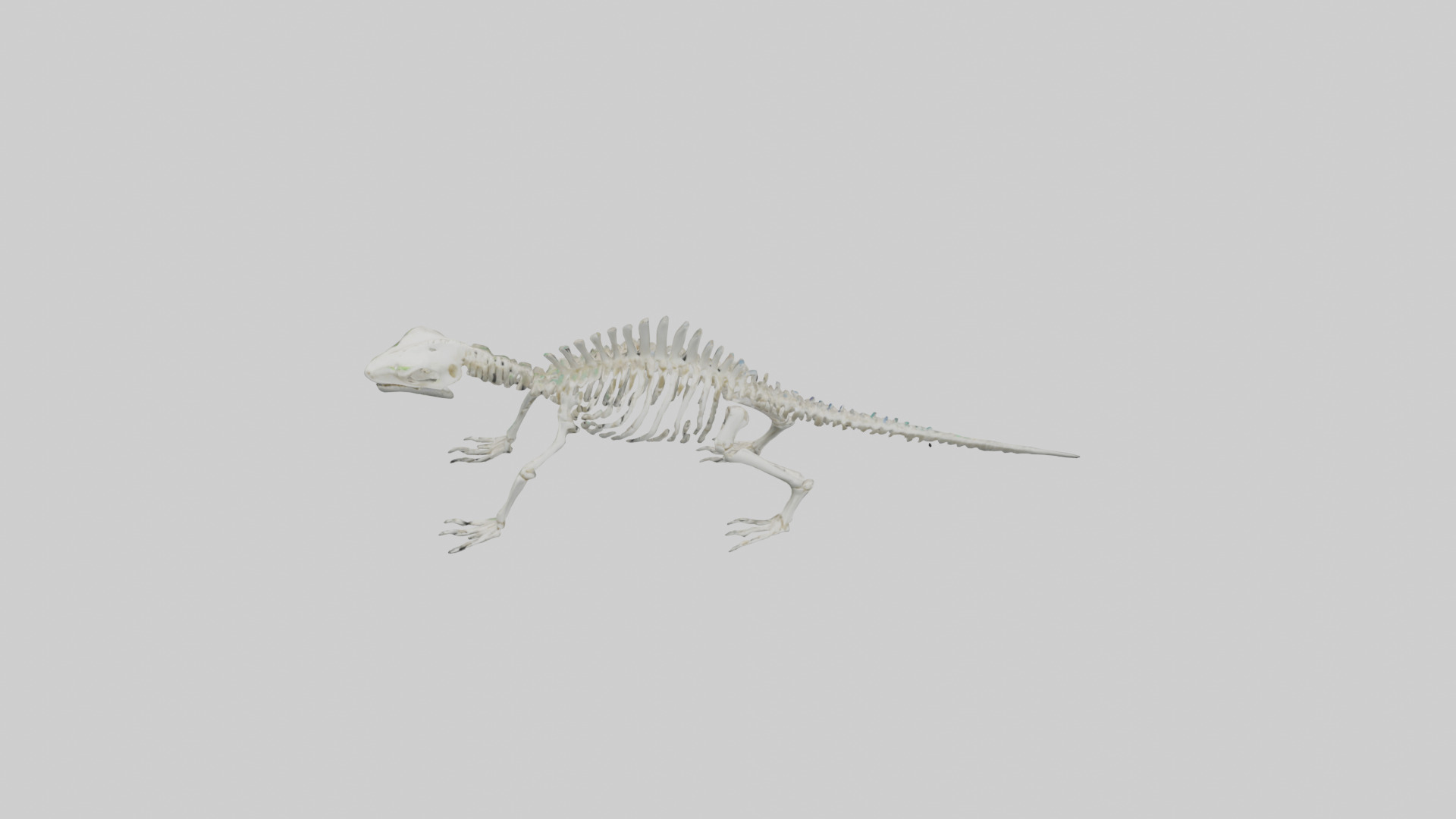 Lizard Skeleton model Low-poly 3D model_16