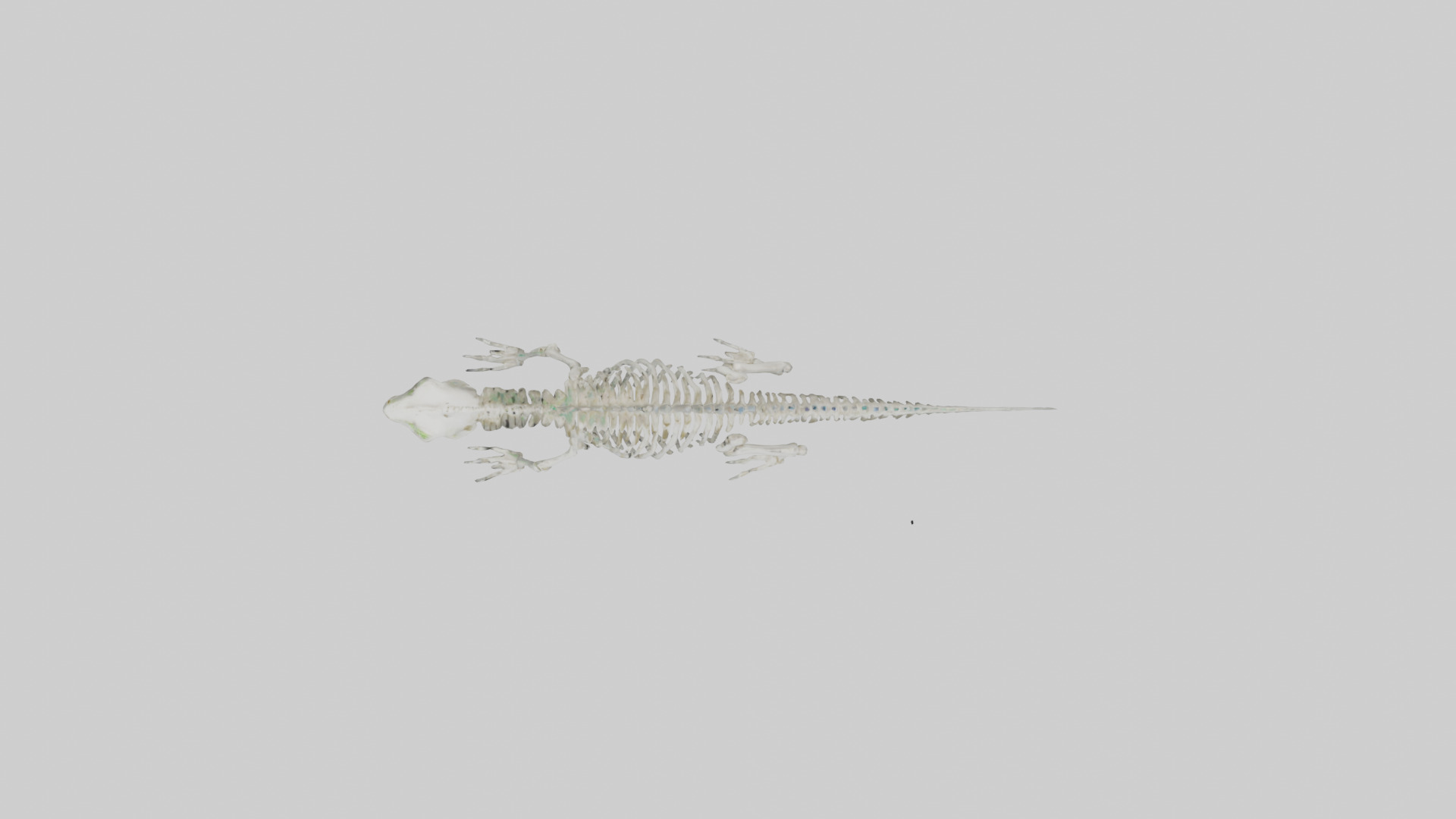 Lizard Skeleton model Low-poly 3D model_14