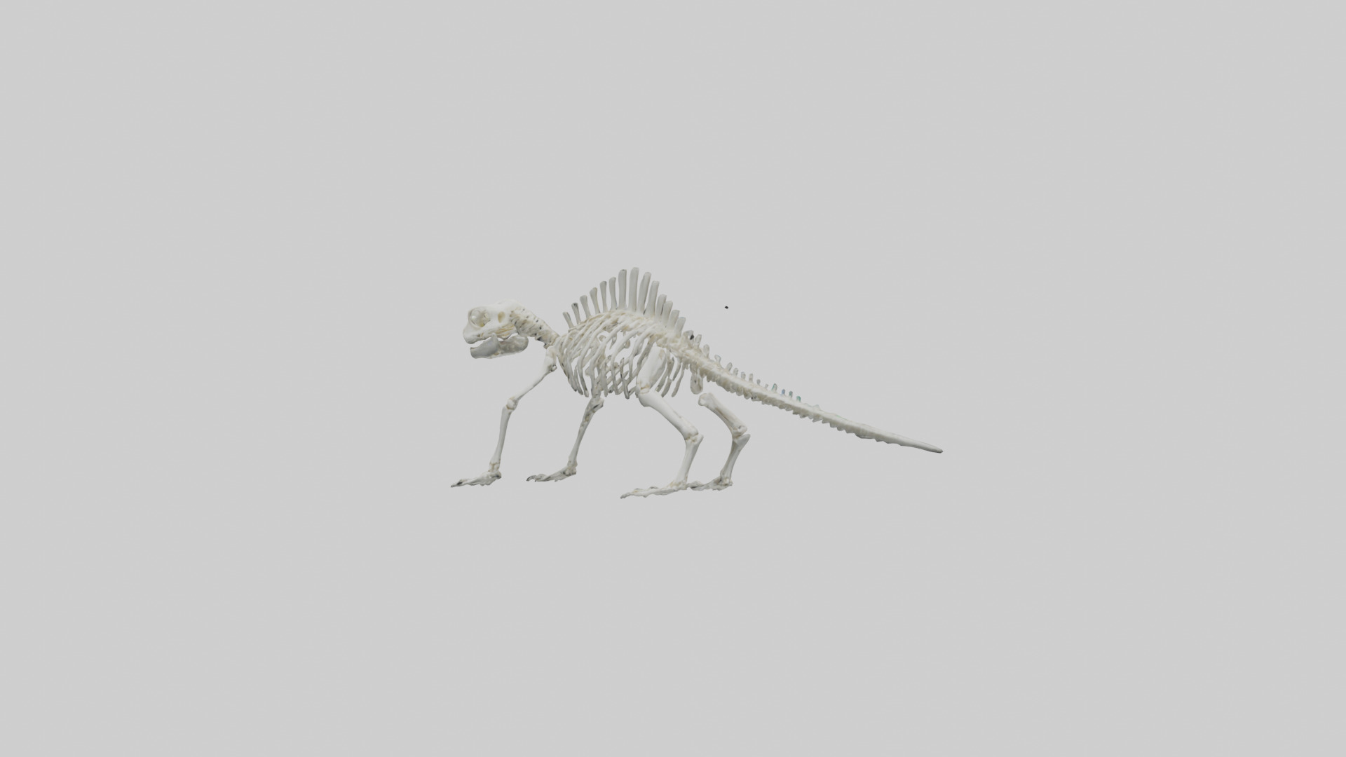Lizard Skeleton model Low-poly 3D model_8