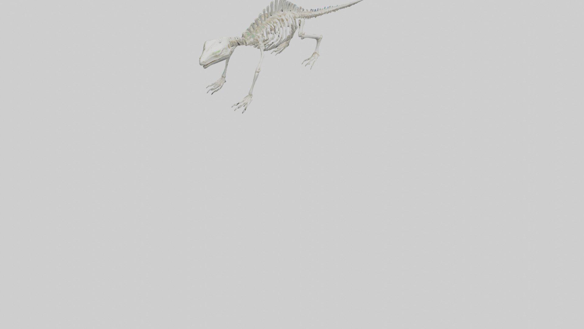 Lizard Skeleton model Low-poly 3D model_6