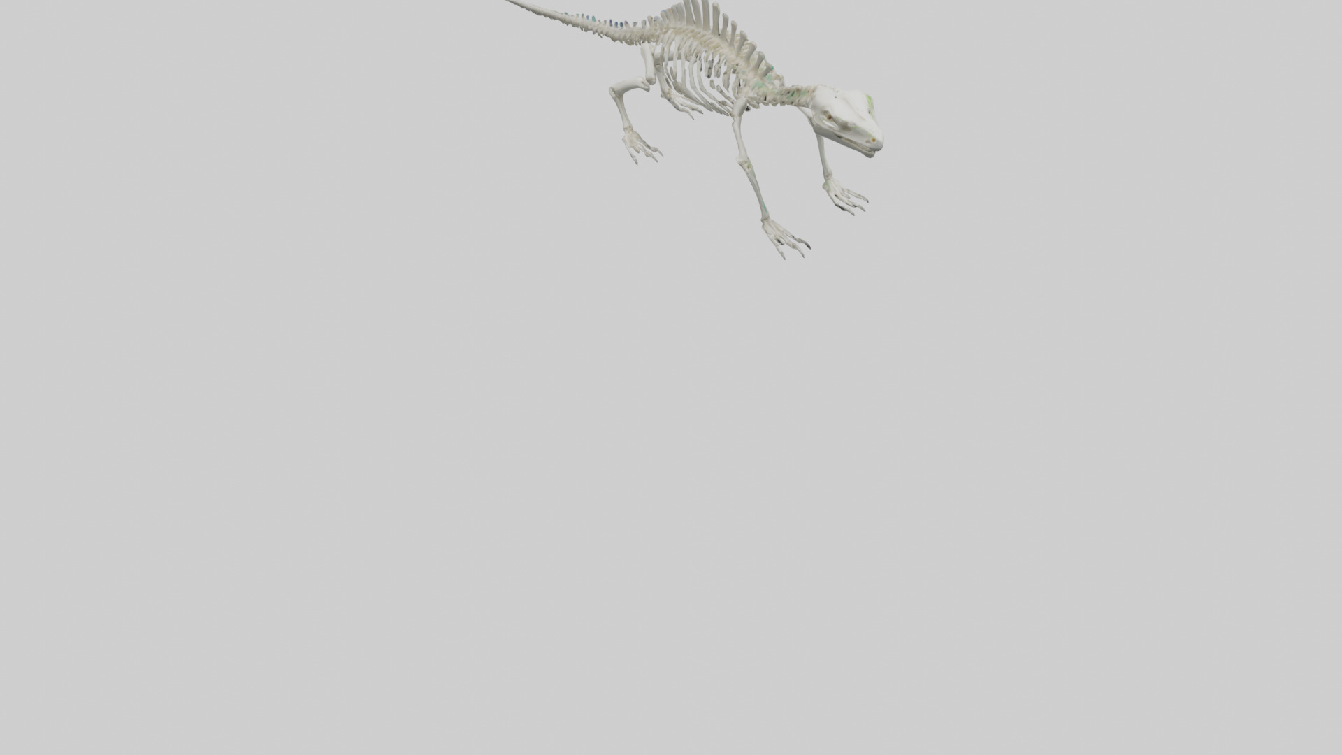 Lizard Skeleton model Low-poly 3D model_4