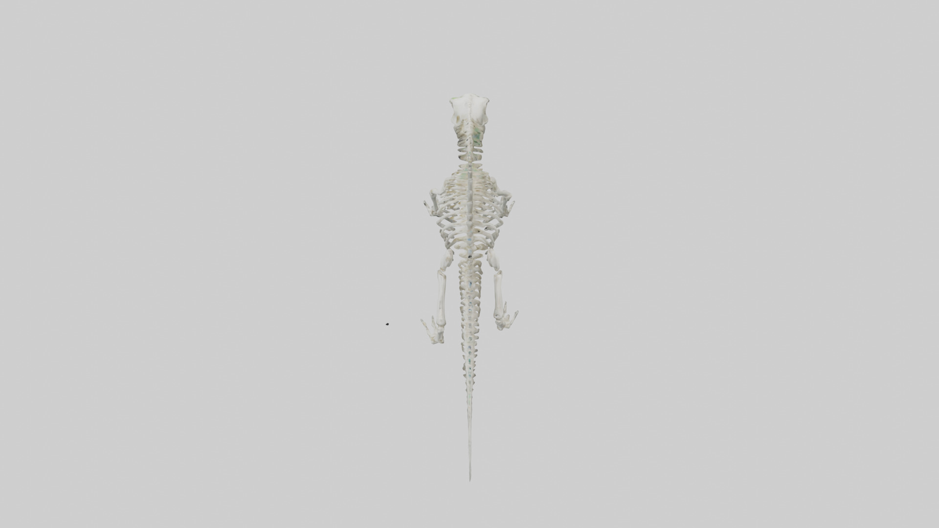 Lizard Skeleton model Low-poly 3D model_17