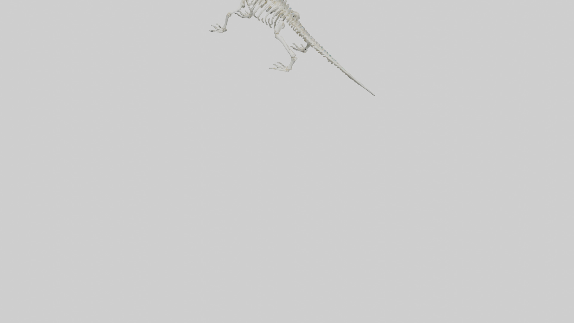 Lizard Skeleton model Low-poly 3D model_5